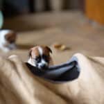 chiot jack russel sociabilisé sociabilisation socialisé socialisation élevage familial