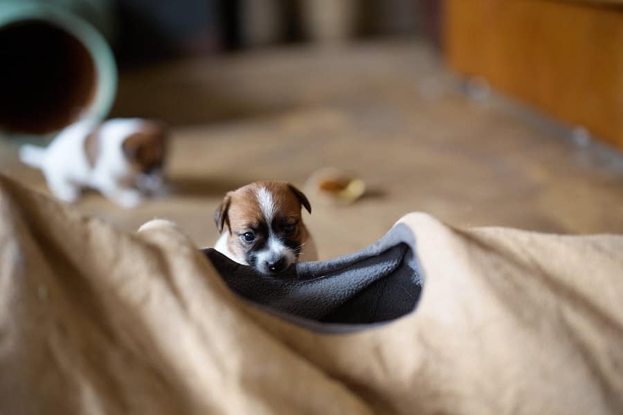 chiot jack russel sociabilisé sociabilisation socialisé socialisation élevage familial