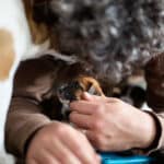 chiot jack russel sociabilisé sociabilisation socialisé socialisation élevage familial