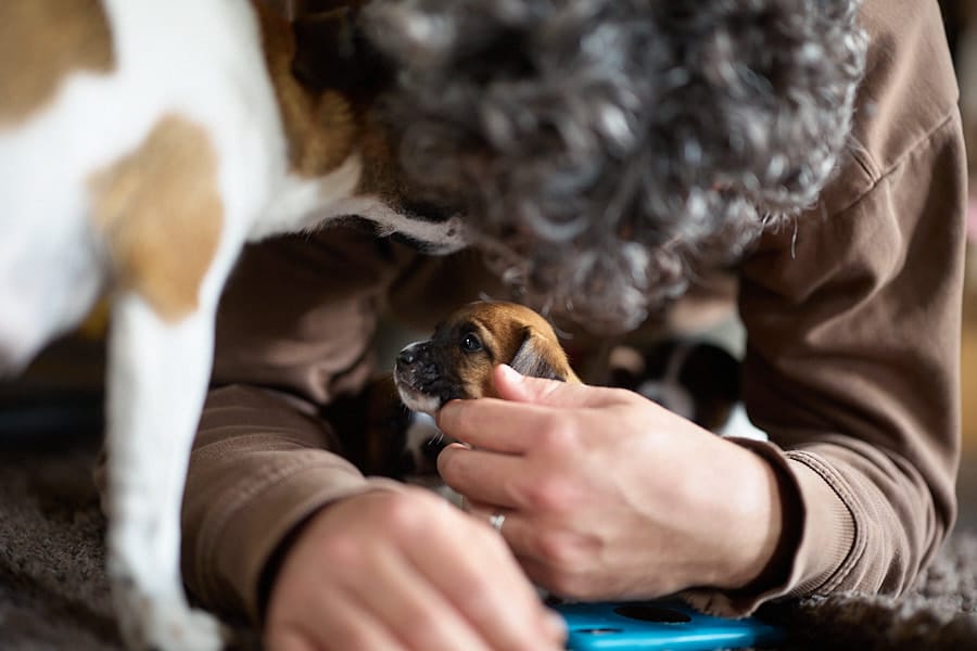 chiot jack russel sociabilisé sociabilisation socialisé socialisation élevage familial