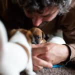 chiot jack russel sociabilisé sociabilisation socialisé socialisation élevage familial