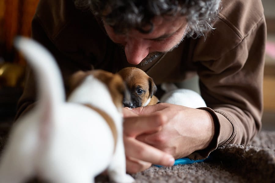 chiot jack russel sociabilisé sociabilisation socialisé socialisation élevage familial