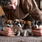 chiot jack russel sociabilisé sociabilisation socialisé socialisation élevage familial