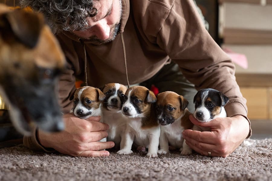 chiot jack russel sociabilisé sociabilisation socialisé socialisation élevage familial