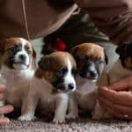 chiot jack russel sociabilisé sociabilisation socialisé socialisation élevage familial