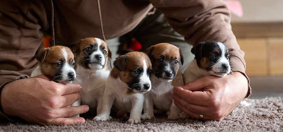 chiot jack russel sociabilisé sociabilisation socialisé socialisation élevage familial