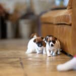 chiot jack russel sociabilisé sociabilisation socialisé socialisation élevage familial
