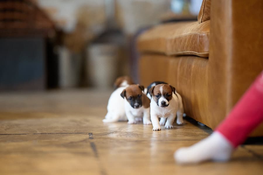 chiot jack russel sociabilisé sociabilisation socialisé socialisation élevage familial