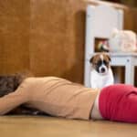 chiot jack russel sociabilisé sociabilisation socialisé socialisation élevage familial