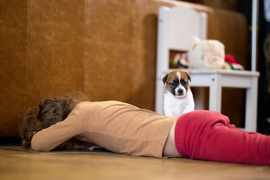 chiot jack russel sociabilisé sociabilisation socialisé socialisation élevage familial