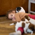 chiot jack russel sociabilisé sociabilisation socialisé socialisation élevage familial