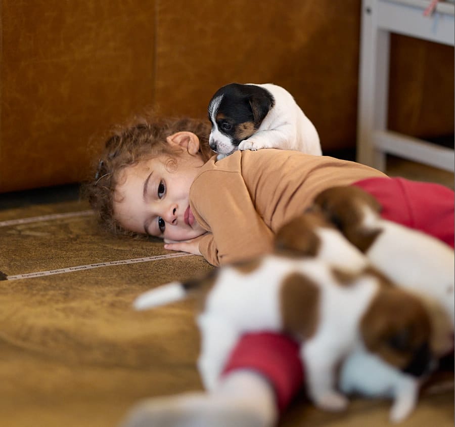 chiot jack russel sociabilisé sociabilisation socialisé socialisation élevage familial