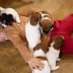 chiot jack russel sociabilisé sociabilisation socialisé socialisation élevage familial