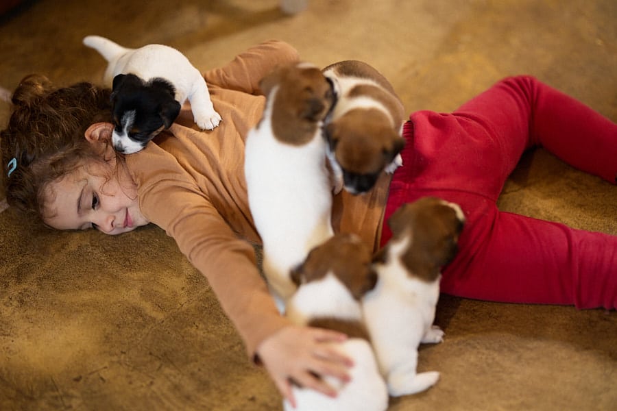 chiot jack russel sociabilisé sociabilisation socialisé socialisation élevage familial