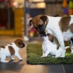 chiot jack russel sociabilisé sociabilisation socialisé socialisation élevage familial
