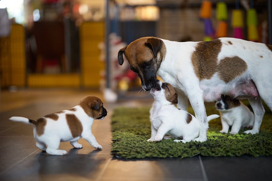 chiot jack russel sociabilisé sociabilisation socialisé socialisation élevage familial