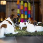 chiot jack russel sociabilisé sociabilisation socialisé socialisation élevage familial