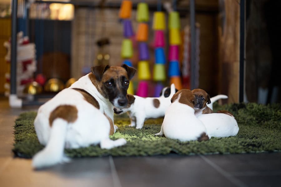 chiot jack russel sociabilisé sociabilisation socialisé socialisation élevage familial