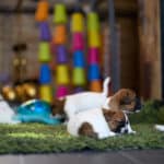 chiot jack russel sociabilisé sociabilisation socialisé socialisation élevage familial