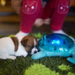 chiot jack russel sociabilisé sociabilisation socialisé socialisation élevage familial