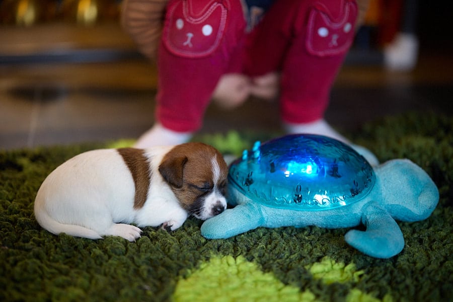 chiot jack russel sociabilisé sociabilisation socialisé socialisation élevage familial