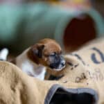 chiot jack russel sociabilisé sociabilisation socialisé socialisation élevage familial