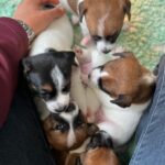 chiot jack russel sociabilisé sociabilisation socialisé socialisation élevage familial