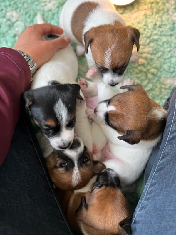 chiot jack russel sociabilisé sociabilisation socialisé socialisation élevage familial