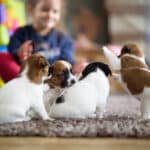 chiot jack russel sociabilisé sociabilisation socialisé socialisation élevage familial