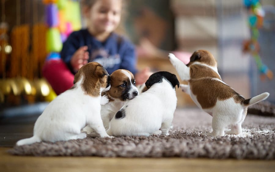 chiot jack russel sociabilisé sociabilisation socialisé socialisation élevage familial