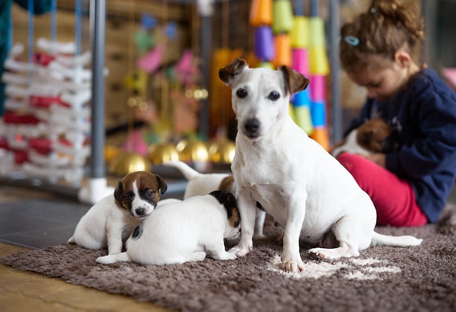 chiot jack russel sociabilisé sociabilisation socialisé socialisation élevage familial