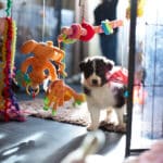 eveil chiot berger australien élevage