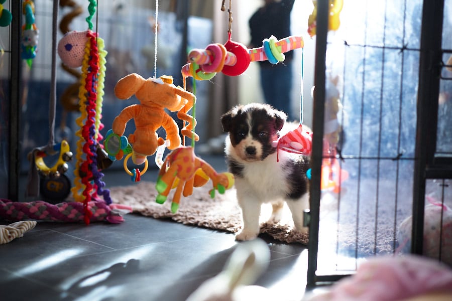 eveil chiot berger australien élevage