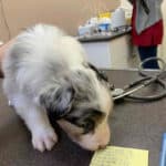 vaccination parvovirose chiot