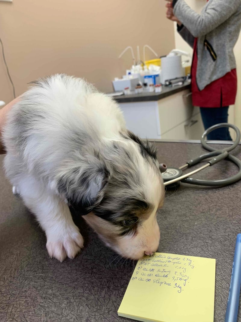 vaccination parvovirose chiot