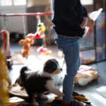 eveil chiot berger australien élevage