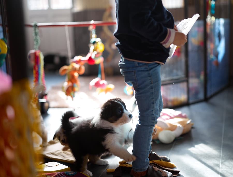 eveil chiot berger australien élevage