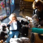 eveil chiot berger australien élevage