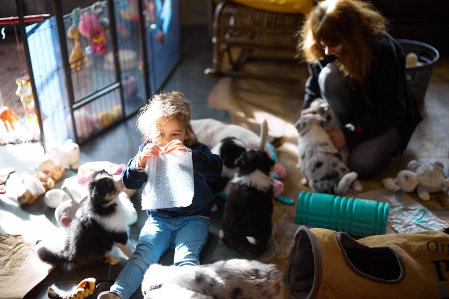 eveil chiot berger australien élevage