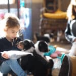 eveil chiot berger australien élevage