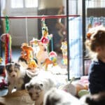 eveil chiot berger australien élevage