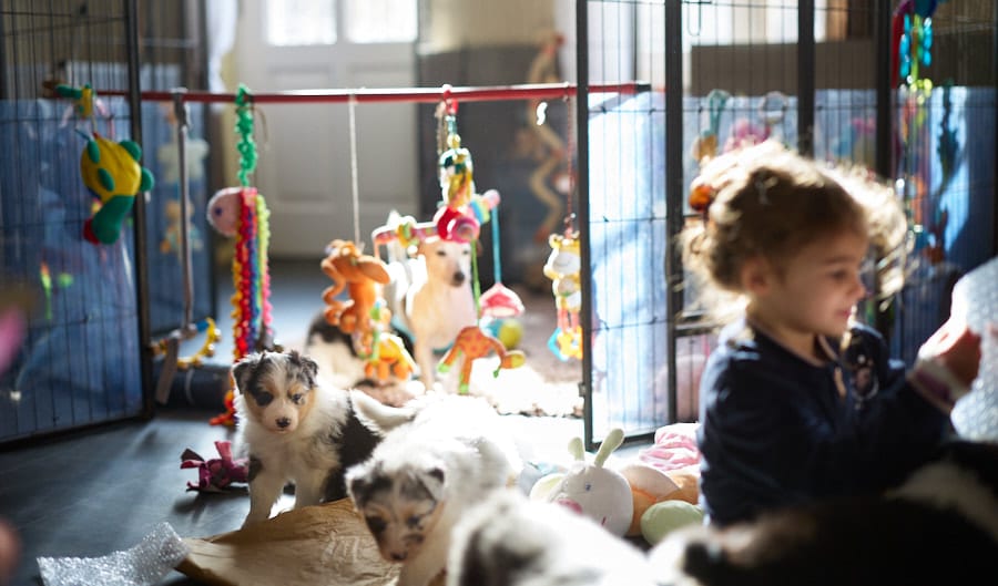 eveil chiot berger australien élevage