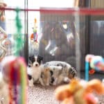 eveil chiot berger australien élevage