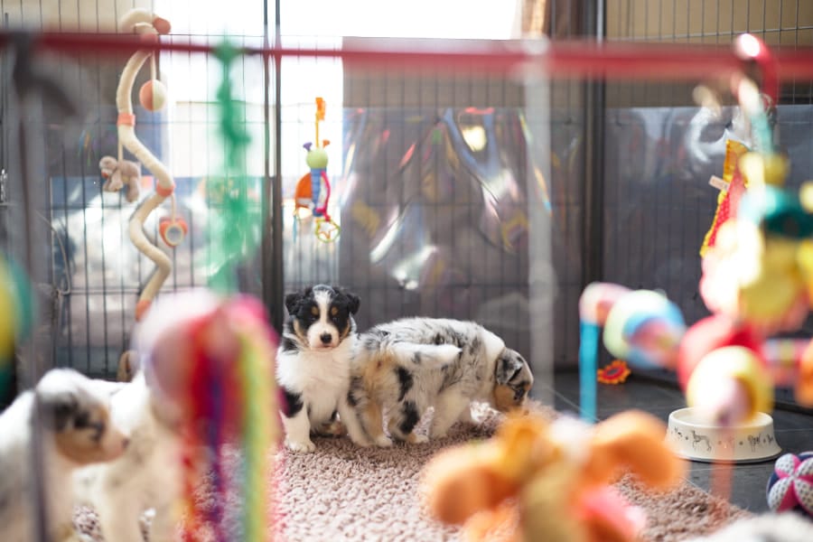 eveil chiot berger australien élevage