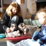 eveil chiot berger australien élevage