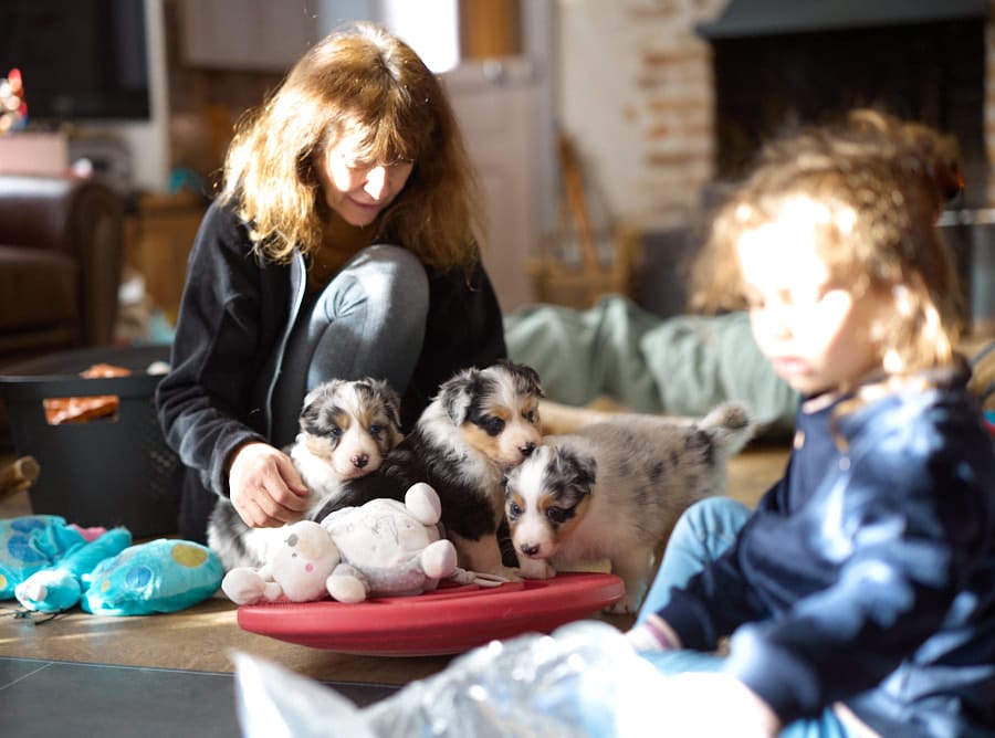 eveil chiot berger australien élevage