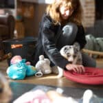 eveil chiot berger australien élevage