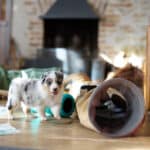 eveil chiot berger australien élevage