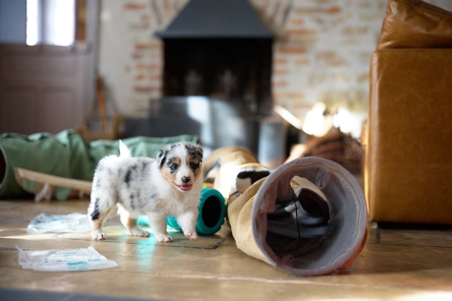 eveil chiot berger australien élevage