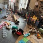 chiot berger australien élevage socialisation familiarisation équilibré